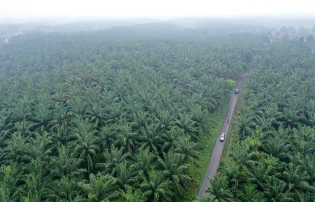 Menjadi Provinsi dengan Luas Perkebunan Sawit Terbesar, Inilah Sejarah Awal Kebun Sawit di Riau