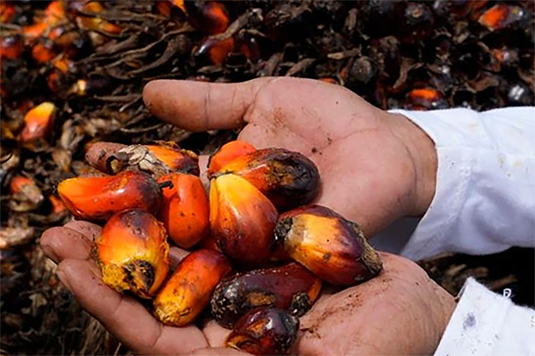 Tanaman Sawit, Mulai Batang hingga Buah Dapat Dimanfaatkan