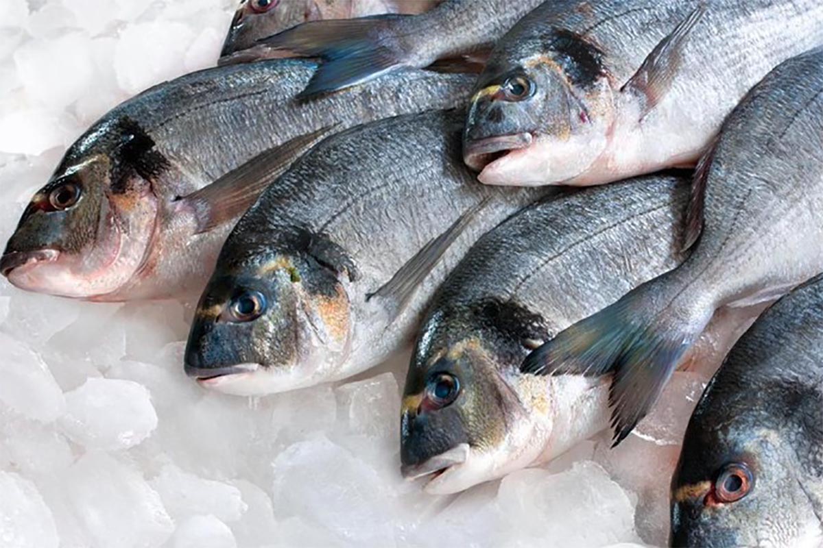 Wajib Tahu, Ini 5 Tips Memilih Ikan yang Segar dan Layak Untuk Dimasak
