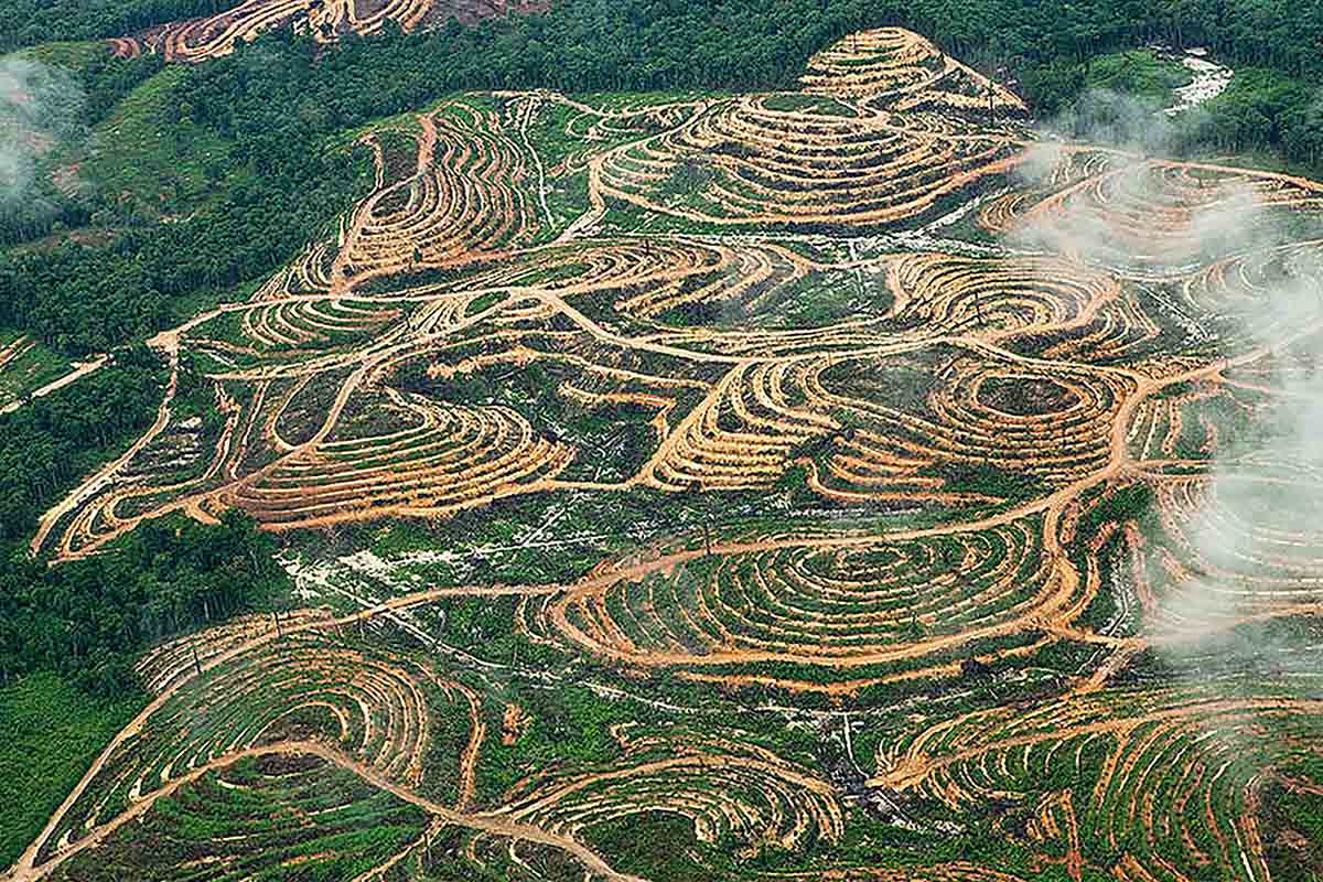 Benarkah Tumbuhan Kelapa Sawit Dapat Menyebabkan Deforestasi?