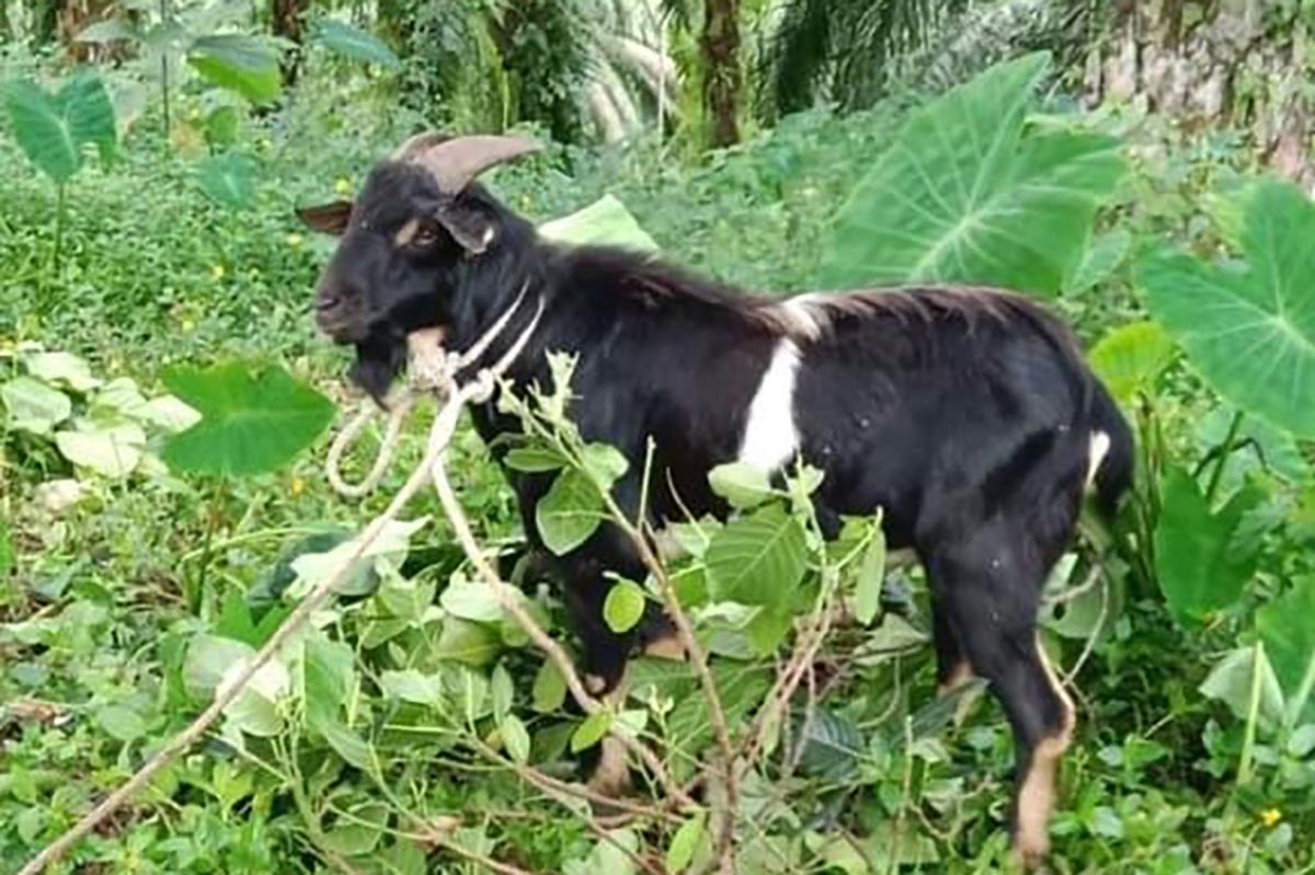 Maling Ternak Berkeliaran, Enam Ekor Kambing Warga Talang Buai Lenyap