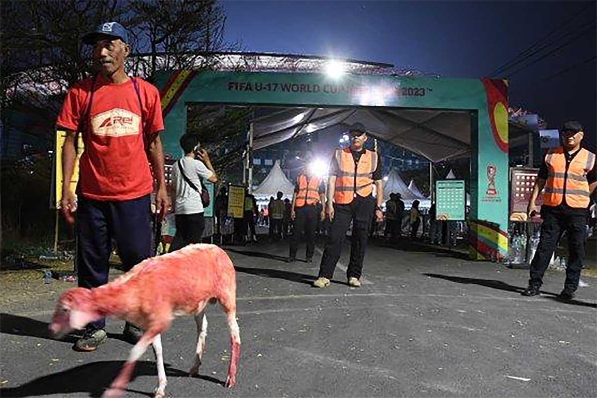 Ada Aksi Menarik di Ajang Piala Dunia U-17 2023, Ada Kambing Merah Putih yang ikut Menonton Laga Indonesia