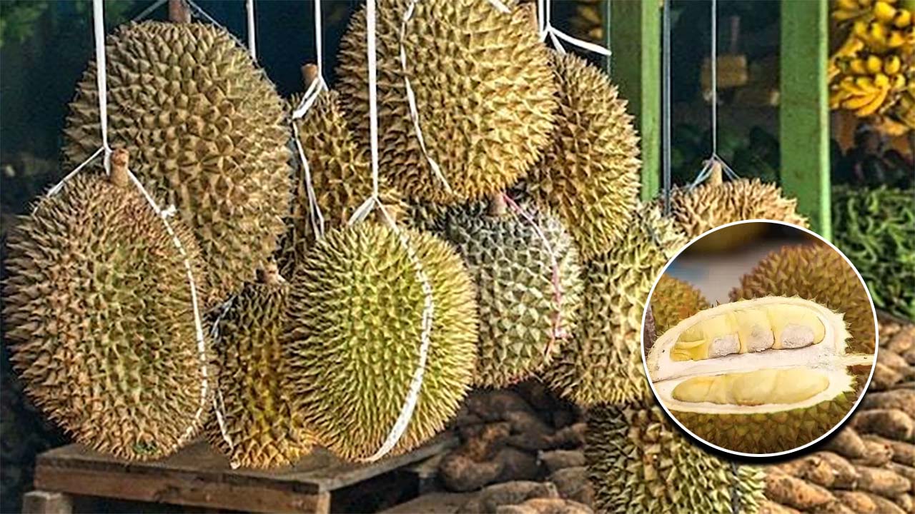 5 Ciri-ciri Durian yang Bagus, Matang, dan Rasanya Manis