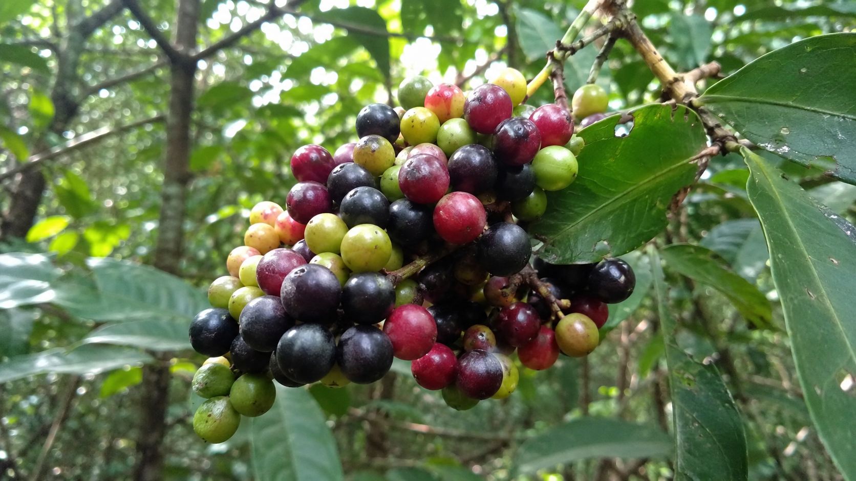 Manfaat Buah Kemayau bagi Kesehatan: Anggur Hutan Khas Kalimantan yang Unik
