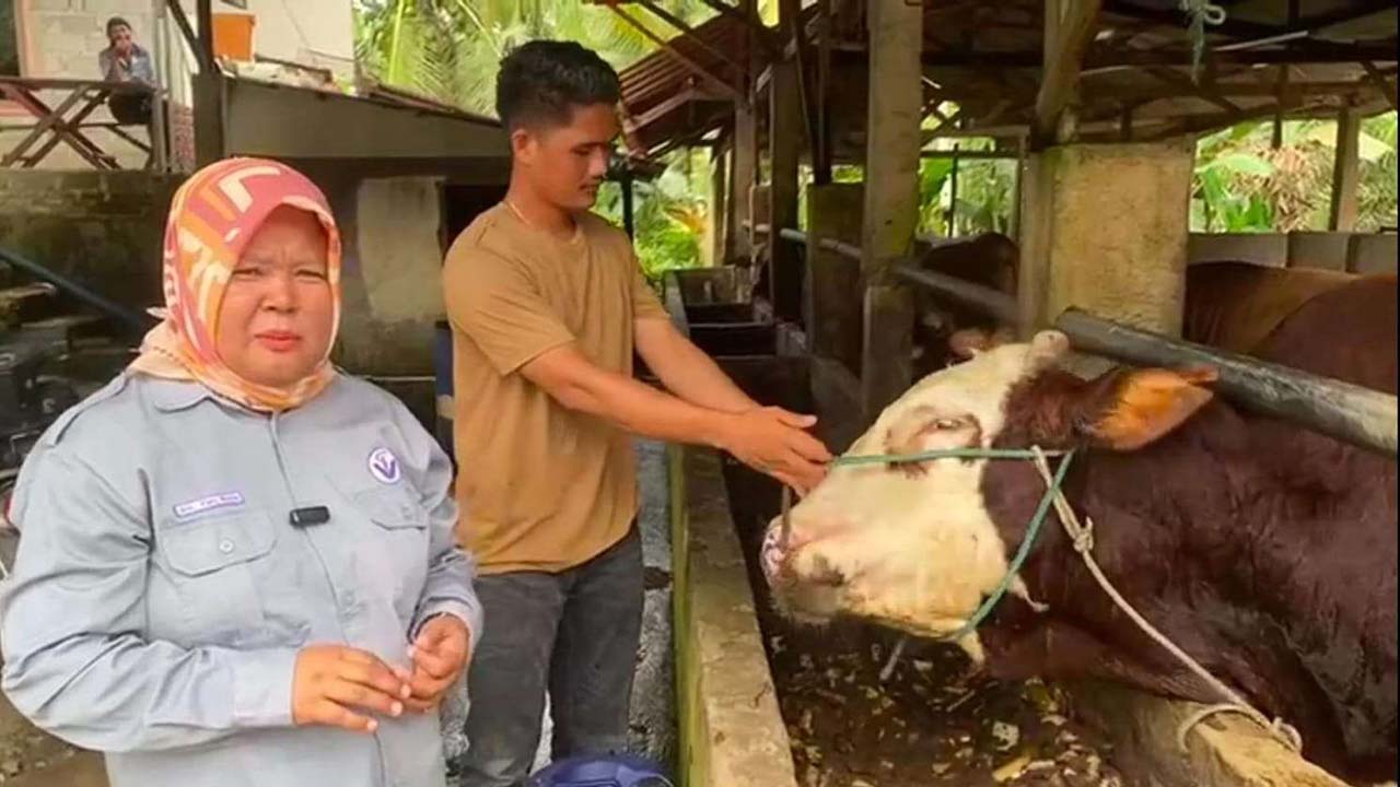 Waspada Serangan Penyakit Sapi Ngorok, PDHI: Penyakit SE Berbahaya Bisa Menyebabkan Ternak Mati