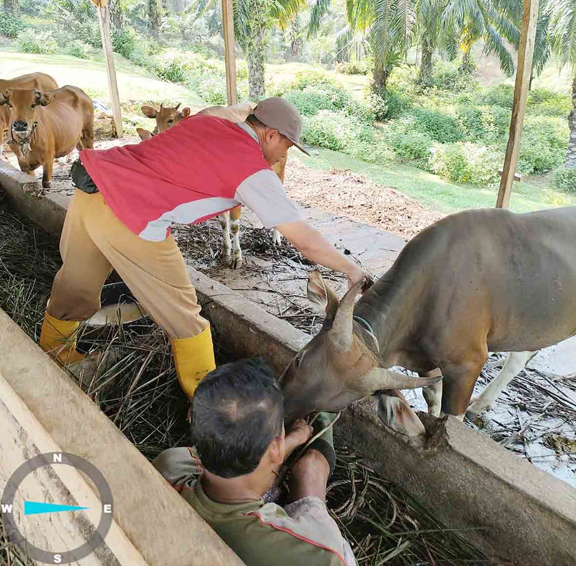 Terkendala Ternak Tak Bisa Ditangkap