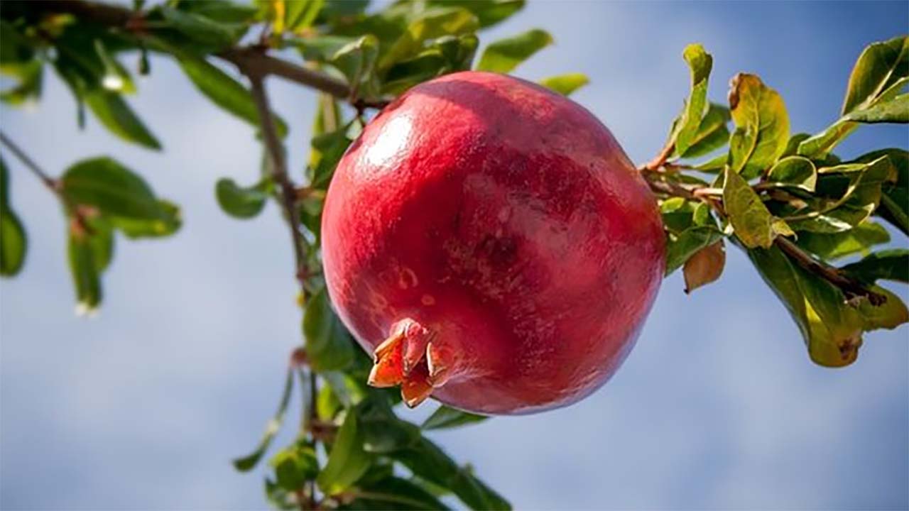 4 Tanaman Buah Tahan dengan Cuaca Ekstrim, Bisa Ditanam Dimana-Mana 