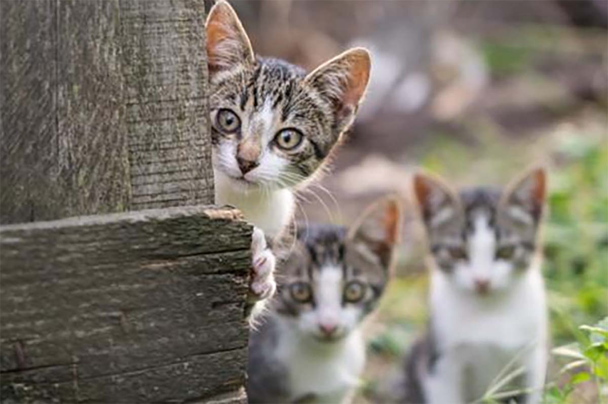 Sering Tiba-tiba Ada Kucing Liar Datang Ke Rumah Kita? Ternyata Mereka Nyaman, Ini Dia Alasannya