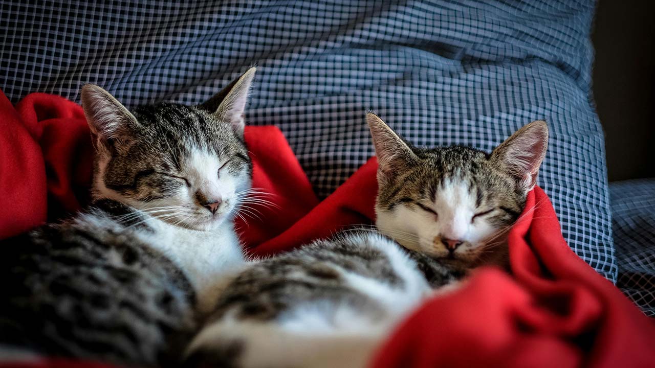 3 Manfaat Memiliki Hewan Peliharaan Kucing di Rumah