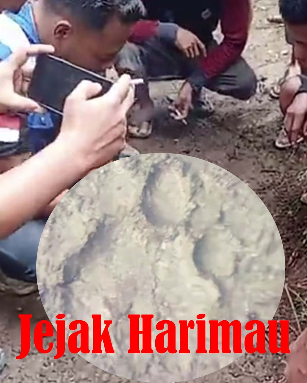 Jejak Harimau Mengarah ke Kawasan Kota Mukomuko, Warga Diminta Waspada