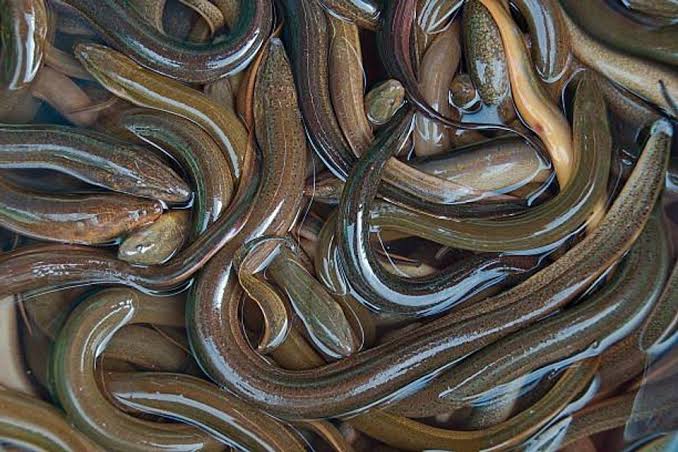 Kenapa Belut Tidak Di Golongkan dalam Spesies Ular?