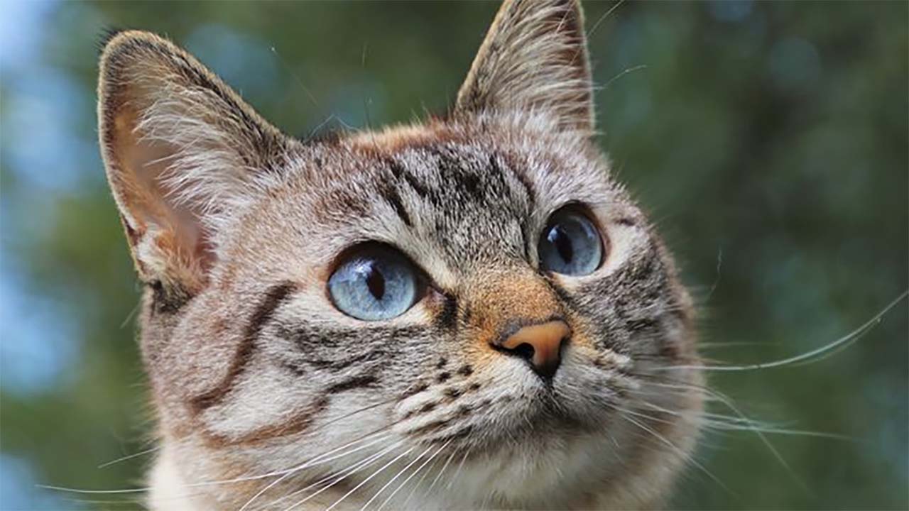 Kenapa Mata Kucing Liar Bisa Berwarna-warni? Ternyata Ini Penyebabnya