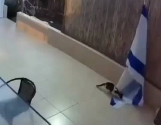 Heboh, Usai Burung Mencopot Bendera Israel Kini Kucing Melakukan Hal Yang Sama?