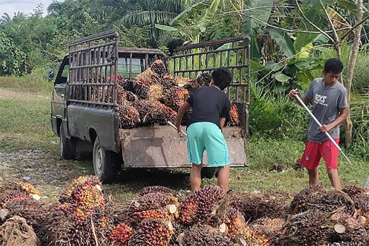 Harga TBS Melonjak Hingga Rp 3.080 Per-Kg, Waspadai Pencurian Buah Sawit