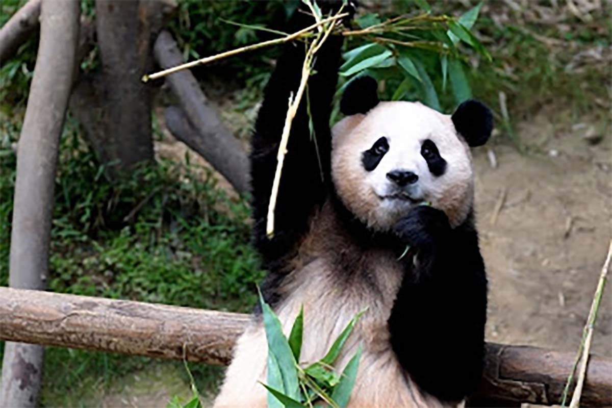 Fakta Unik Fu Bao, Panda Imut yang Kepergiannya Membuat Duka Bagi Warga Korea Selatan