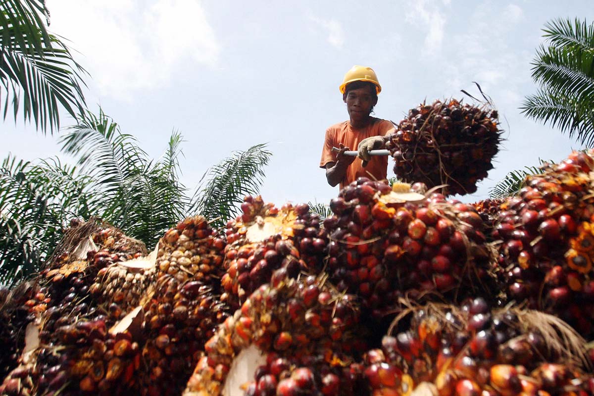 Petani Sawit Mesti Lebih Giat, Ada Peluang Penambahan Kuota Ekspor ke Rusia