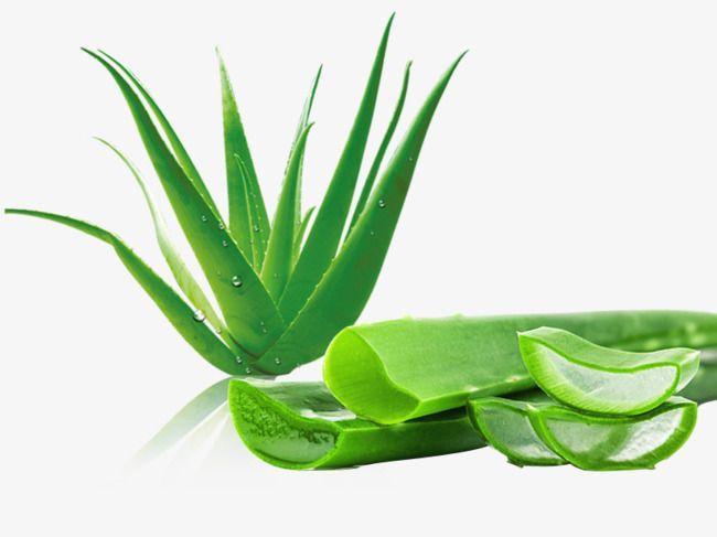 Khasiat Lidah Buaya untuk Mengatasi Luka, Dermatitis, dan Masalah Kulit Lainnya