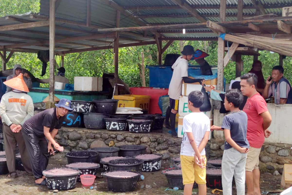 Ikan Mungkus Datang Lagi, Nelayan Mukomuko Ketiban Rezeki, Ibu-ibu di Pekan Minggu Ramai Membeli