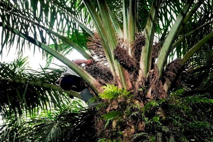 Ini Jenis-Jenis Penyakit Sawit yang Perlu Diketahui