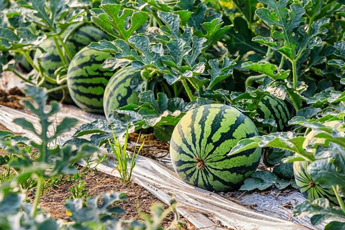 Padang Gading Tanam Semangka dan Melon Sebagai Trobosan Baru