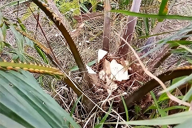 Mengenal Penyakit Pucuk Busuk yang Menyerang Tanaman Kelapa Sawit