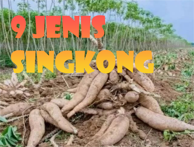 9 Macam Jenis Singkong Yang Jarang Diketahui, Dapat Dibedakan Dari Ukuran dan Warnanya