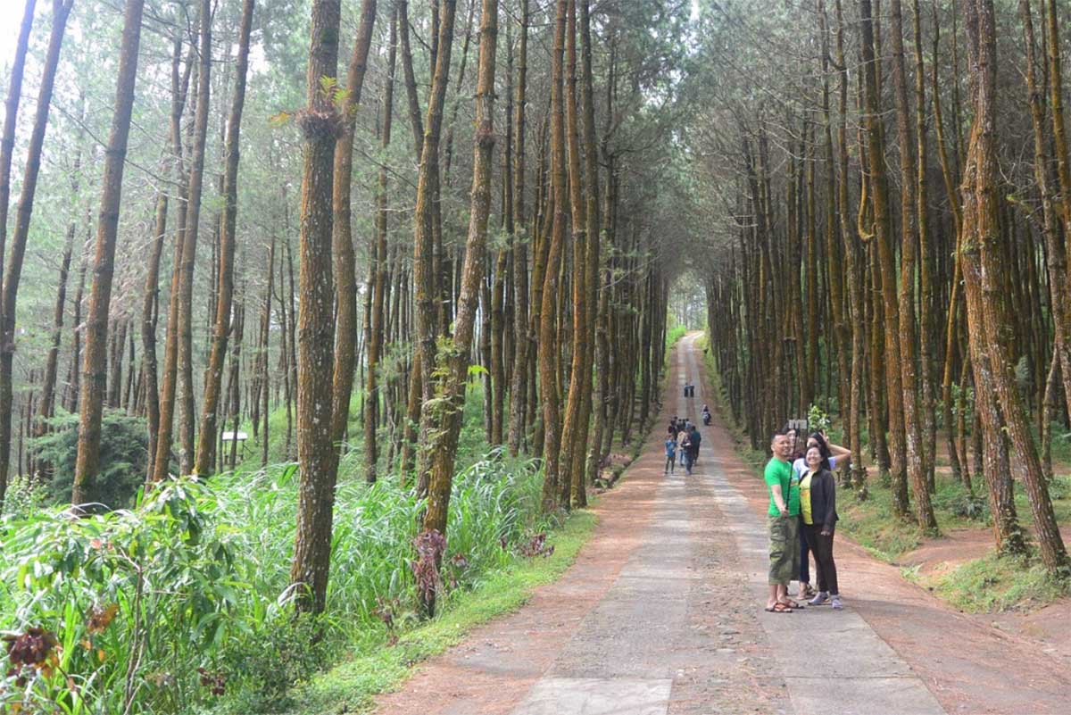 Wisata Alam Hutan Pinus di Magelang, Tawarkan Pesona dan Nuansa Alam yang Menyejukkan