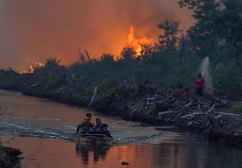 Sisi Gelap Perkebunan Kelapa Sawit di Riau, Tak Seindah yang Diceritakan