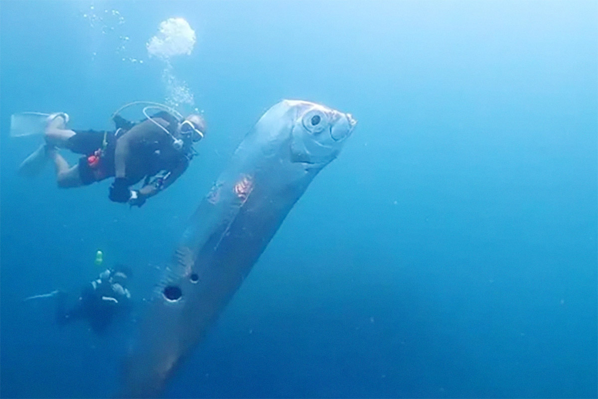 Ikan Oarfish Pembawa Pesan Bencana dari Istana Dewa Laut, Sempat Terlihat Sebelum Bencana Jepang