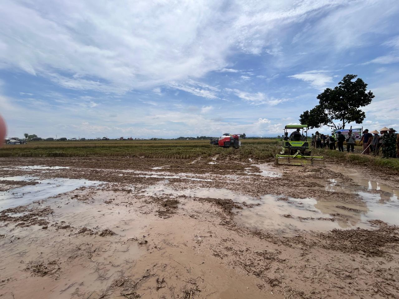 Petani DI Manjuto Pada MT II Lanjut Tanam Padi