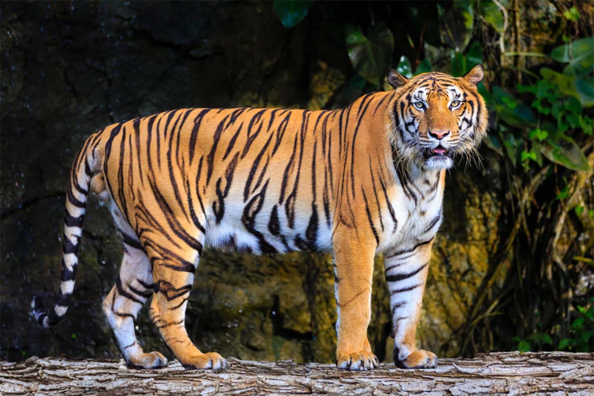 Bukan Hanya Harimau, Ini 10 Binatang Buas Yang Berbahaya Hingga Harus Dihindari