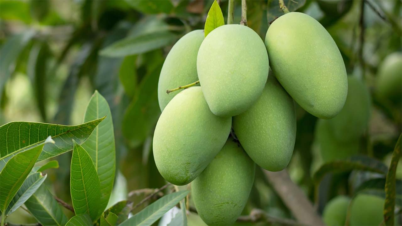 Tips dan Trik Menanam Mangga dengan Batang Rendah dan Buah Lebat