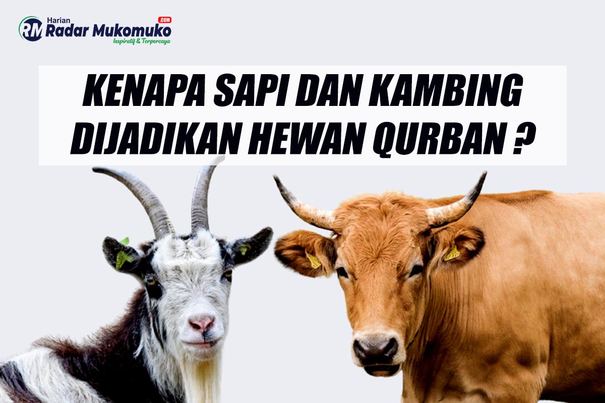 Inilah Alasan Kenapa Sapi dan Kambing Dipilih Sebagai Hewan Qurban saat Idul Adha