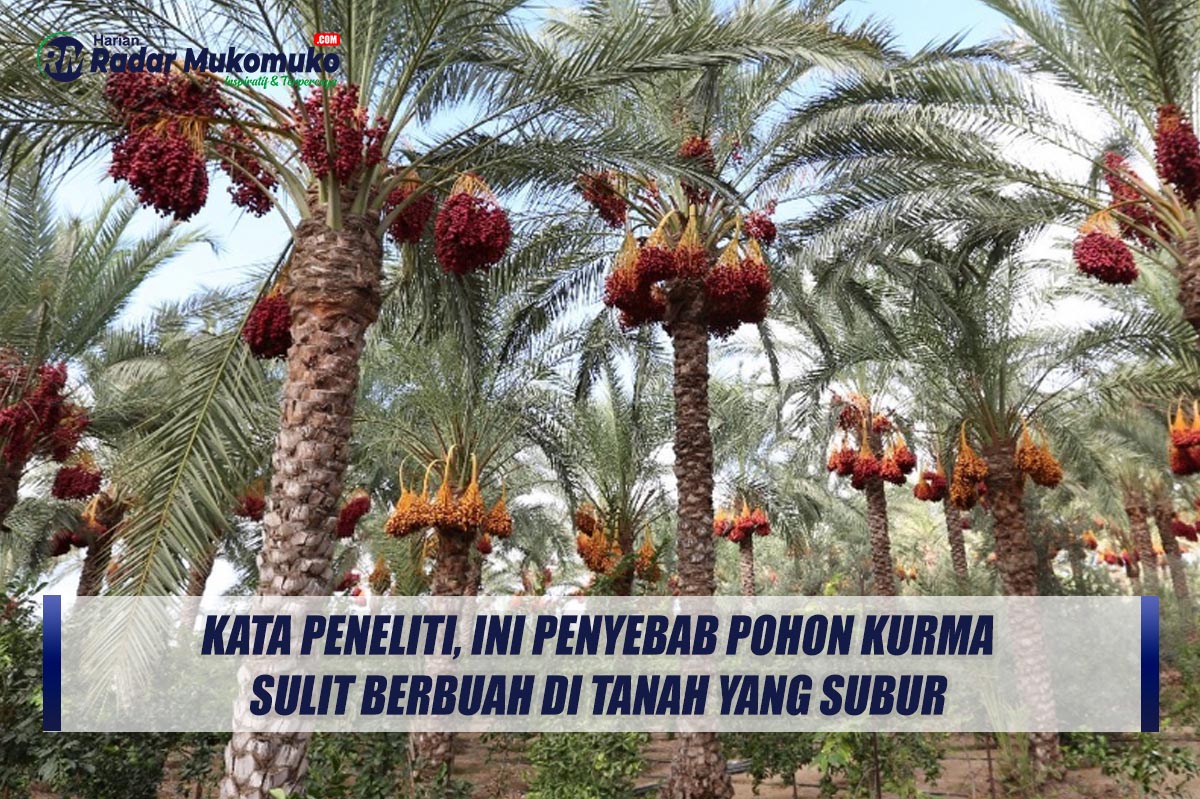 Kata Peneliti, Ini Penyebab Pohon Kurma Sulit Berbuah di Tanah Yang Subur