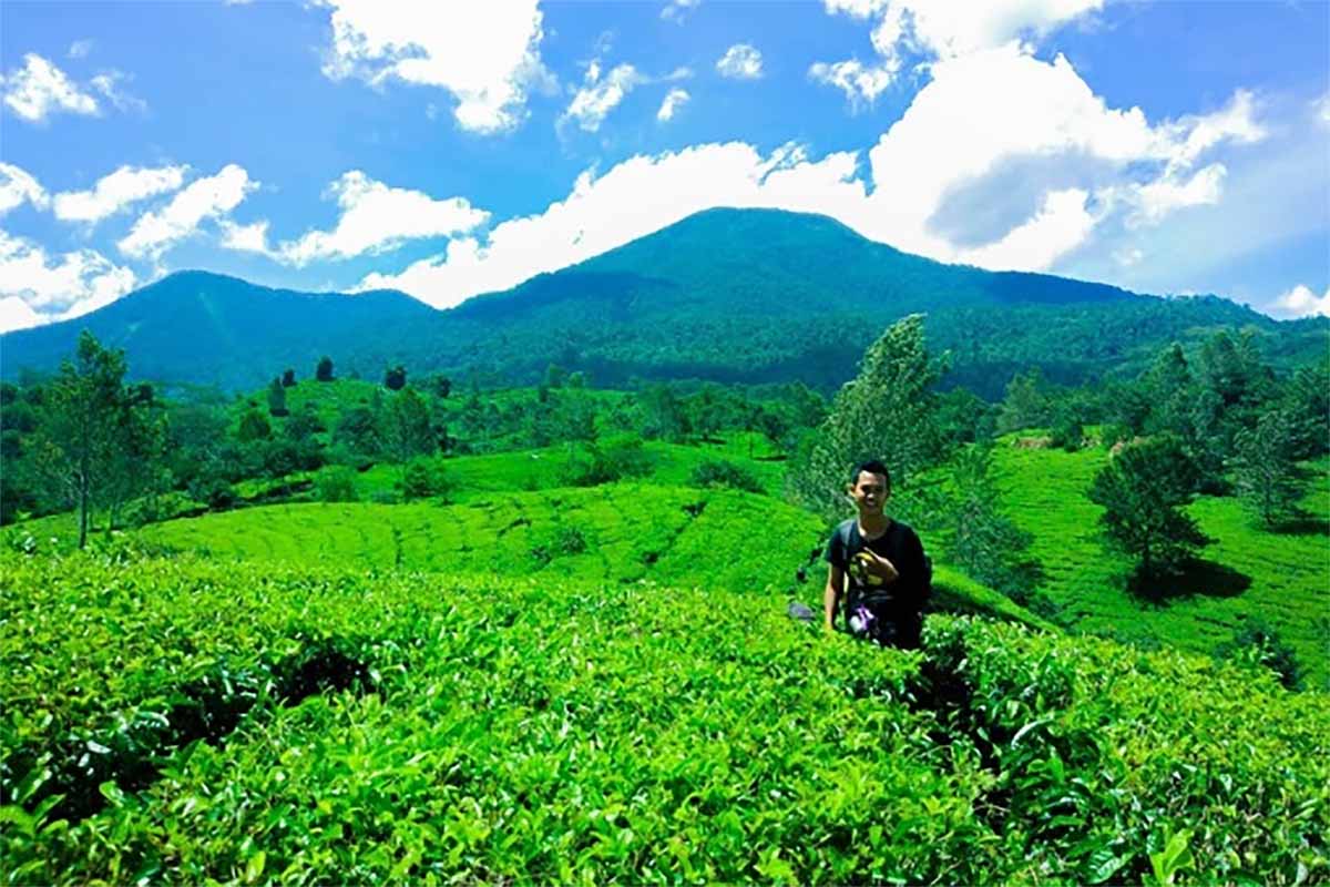 Wisata Bukit Daun Bengkulu, Destinasi Wisata yang Memukau Keindahan Kebun Teh Terhampar di Lereng Bukit