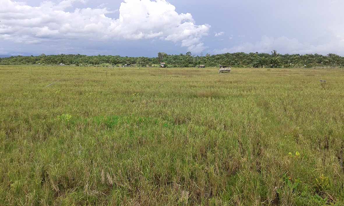 Bendungan Rusak, Padi Menghilang dari Teramang Jaya 