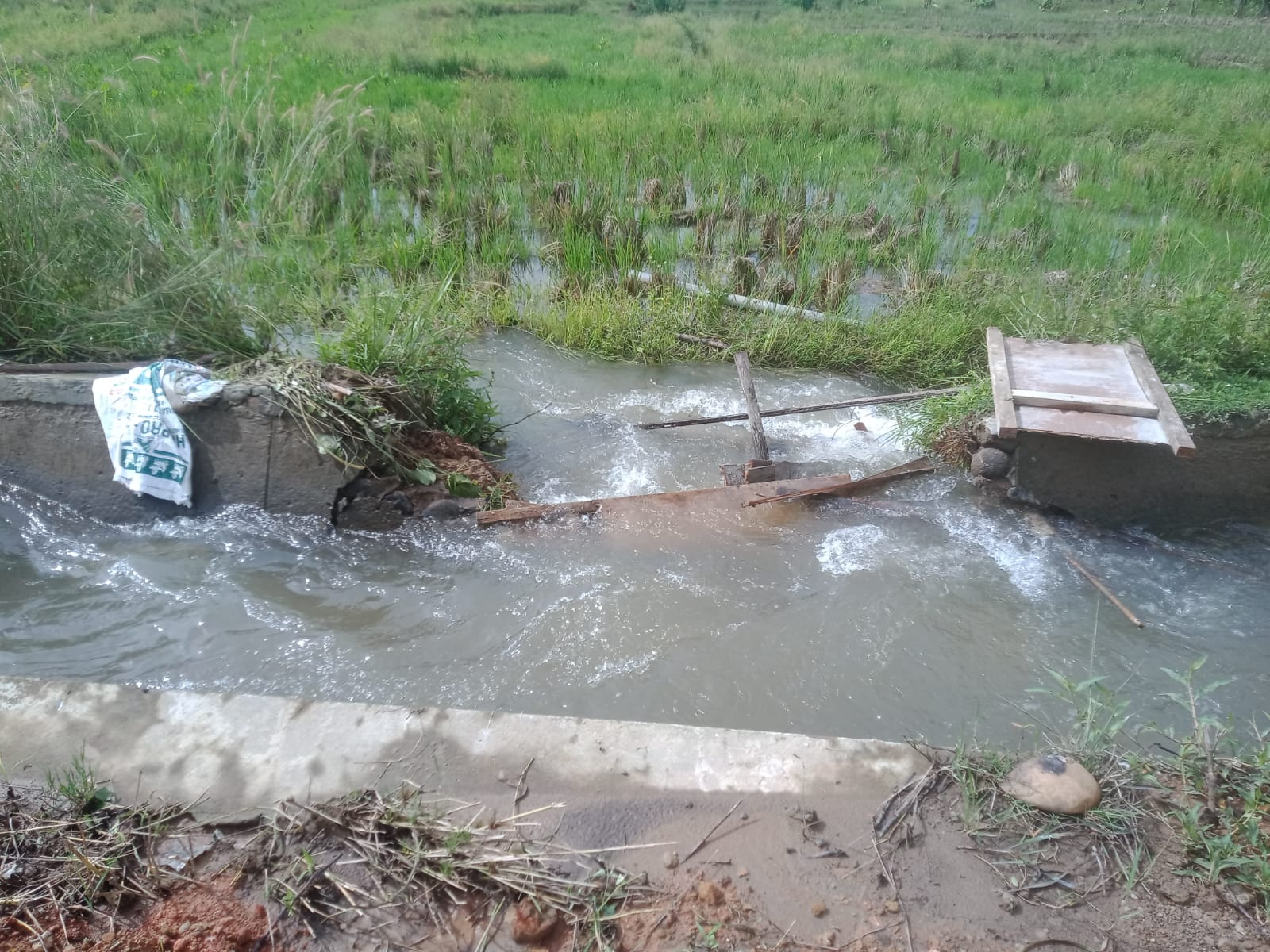 Irigasi Jebol, 150 Hektare Sawah Terancam Gagal Tanam