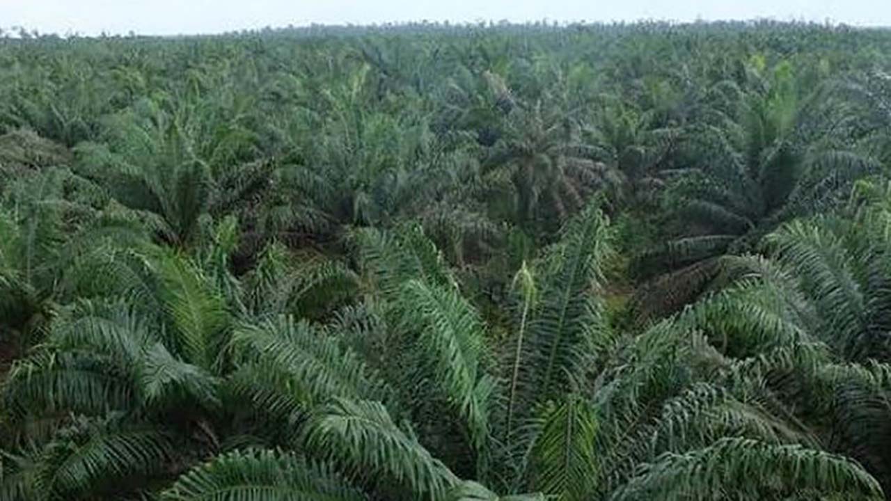 Masyarakat Dilarang Main Hakim Sendiri Terhadap Kasus Kawasan Hutan jadi Lahan Perkebunan Sawit