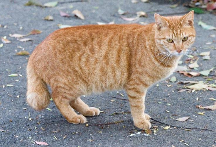 Kucing Oren: Si 'Preman' Berhati Emas, Pilihan Hewan Peliharaan Terbaik untuk Keluarga!