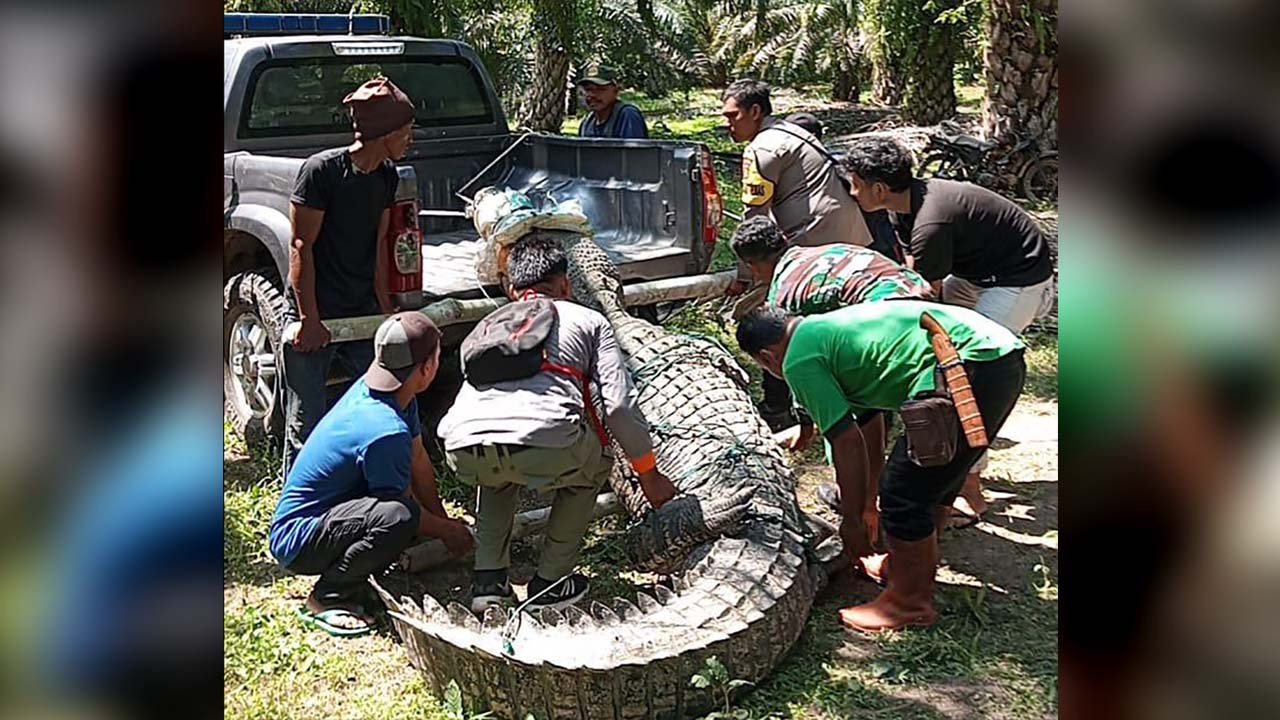 Polisi Bantu Evakuasi Buaya Besar dari Areal Perkebunan Sawit Petani Mukomuko