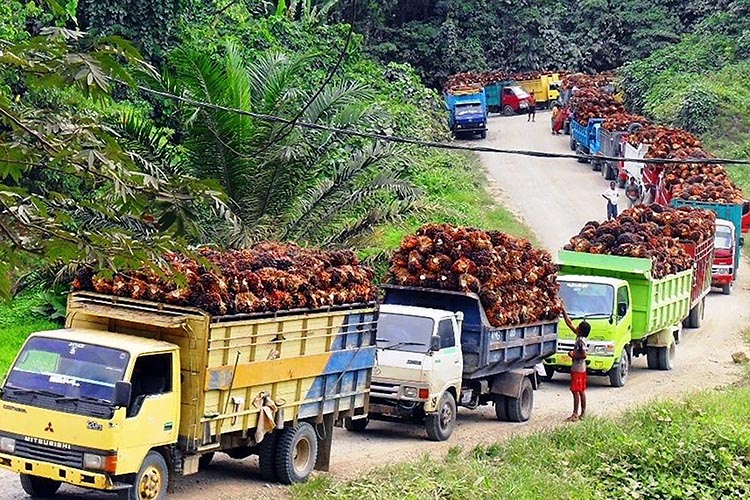 Mafia Perkebunan Sawit di Riau Babat Kawasan Hutan Mengatasnamakan Petani?