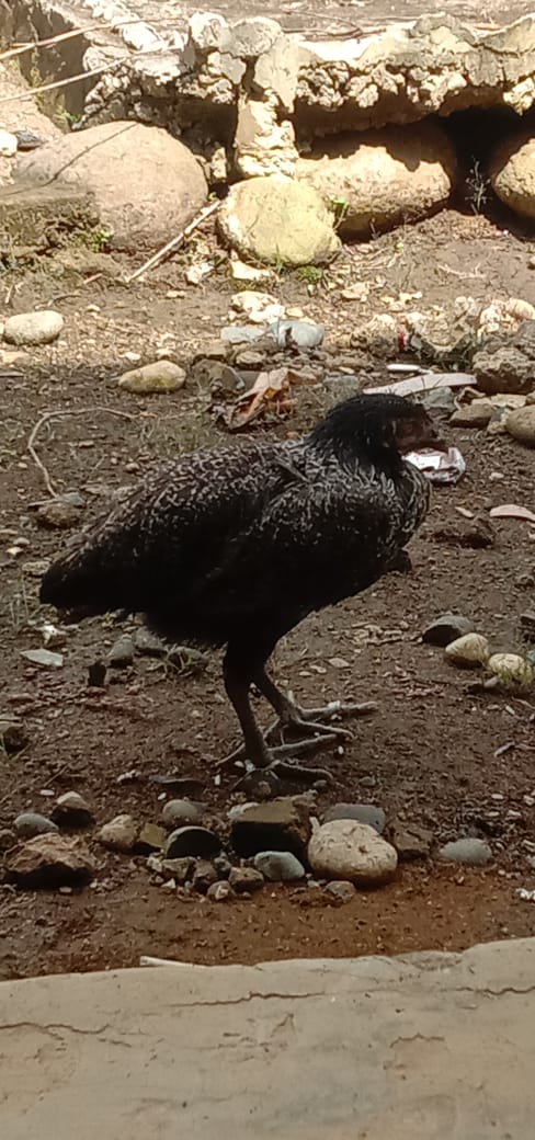 ﻿Ayam Bantuan Dicurigai Bawa Penyakit 