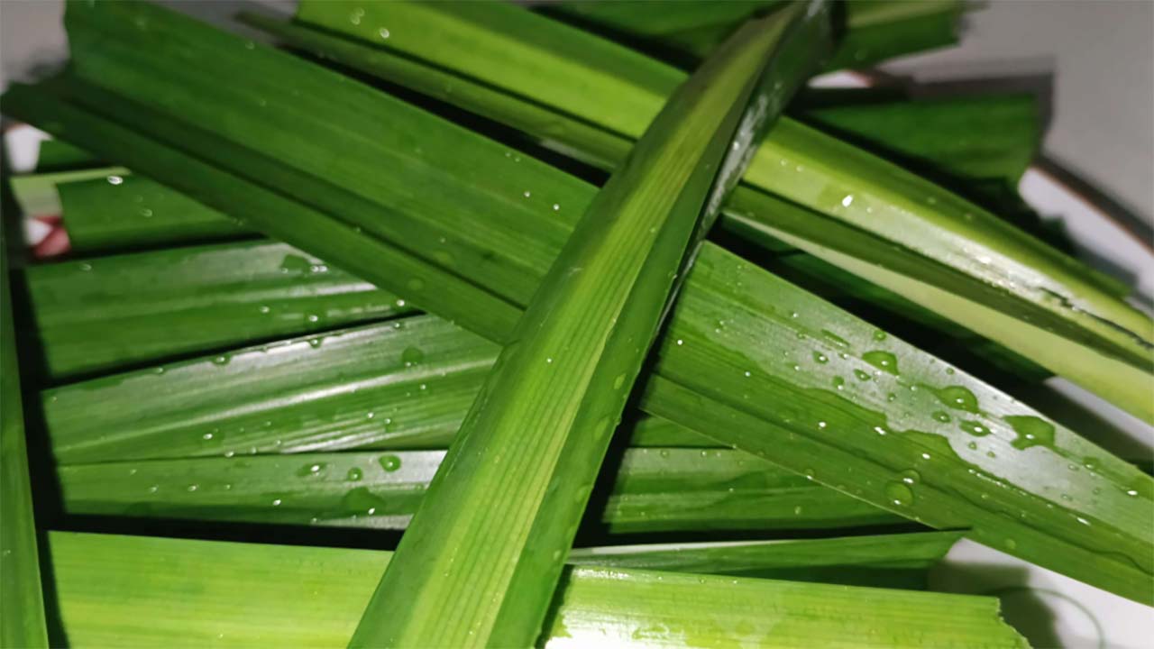 4 Manfaat dari Daun Pandan bagi Kesehatan Tubuh yang Jarang Orang Tahu