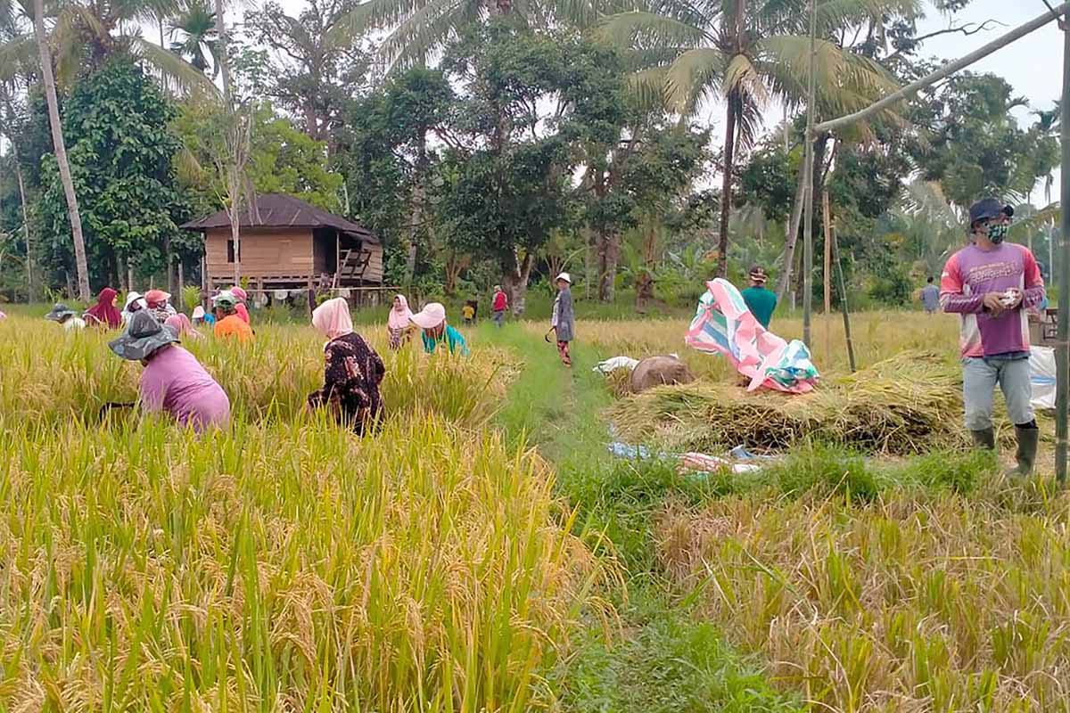 Mukomuko Menuju Sentra Pangan Sehat, Pupuk Kimia Berangsur Ditinggalkan