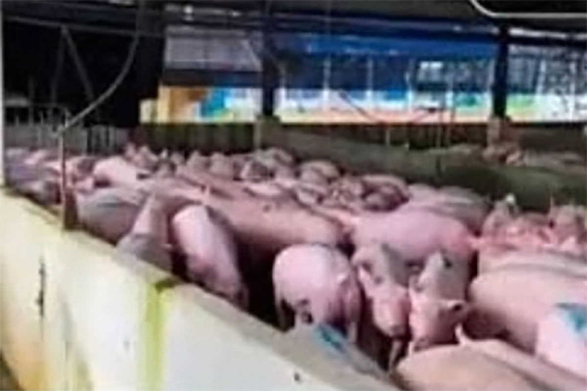 Jangan Asal Tuduh, Viral Ratusan Babi di Al Zaytun, Berikut Penjelasan Disnakkeswan
