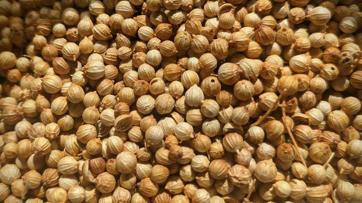 Ketumbar: Biji Mungil Kaya Manfaat, Rahasia Sehat Alami dari Dapur Anda!