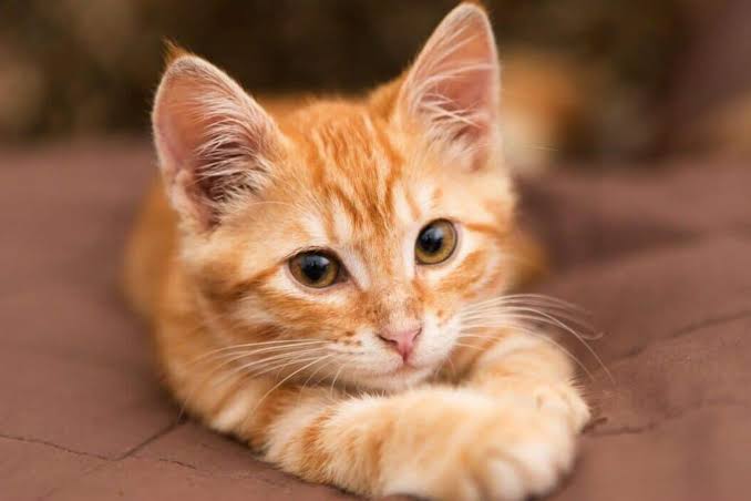 Kenapa Kucing Oren Disukai Oleh Banyak Orang dan di Istimewakan?