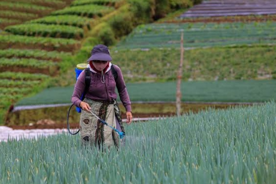 Koperasi Pertanian Wadah Petani Tingkatkan Kesejahteraan Anggotanya, Tapi Banyak Manfaat Yang Belum Diketahui