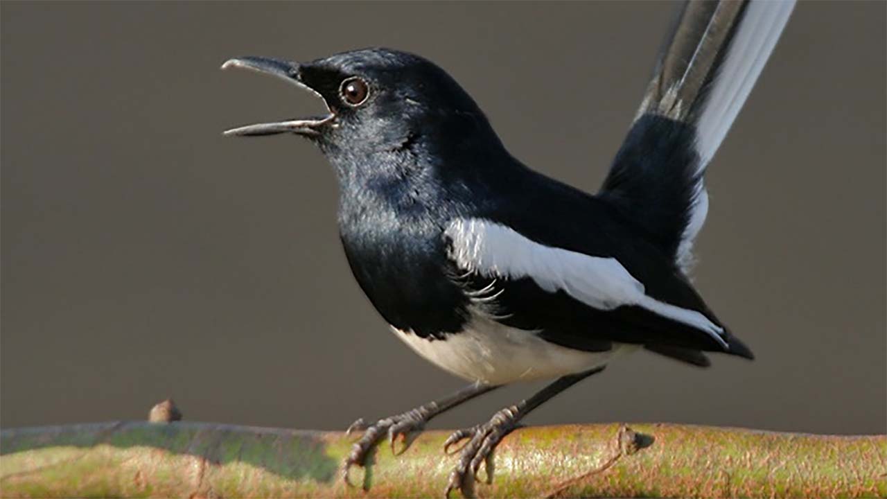 Tips Jitu Melatih Burung agar Gacor anti Gagal, Dijamin Bikin Senyum