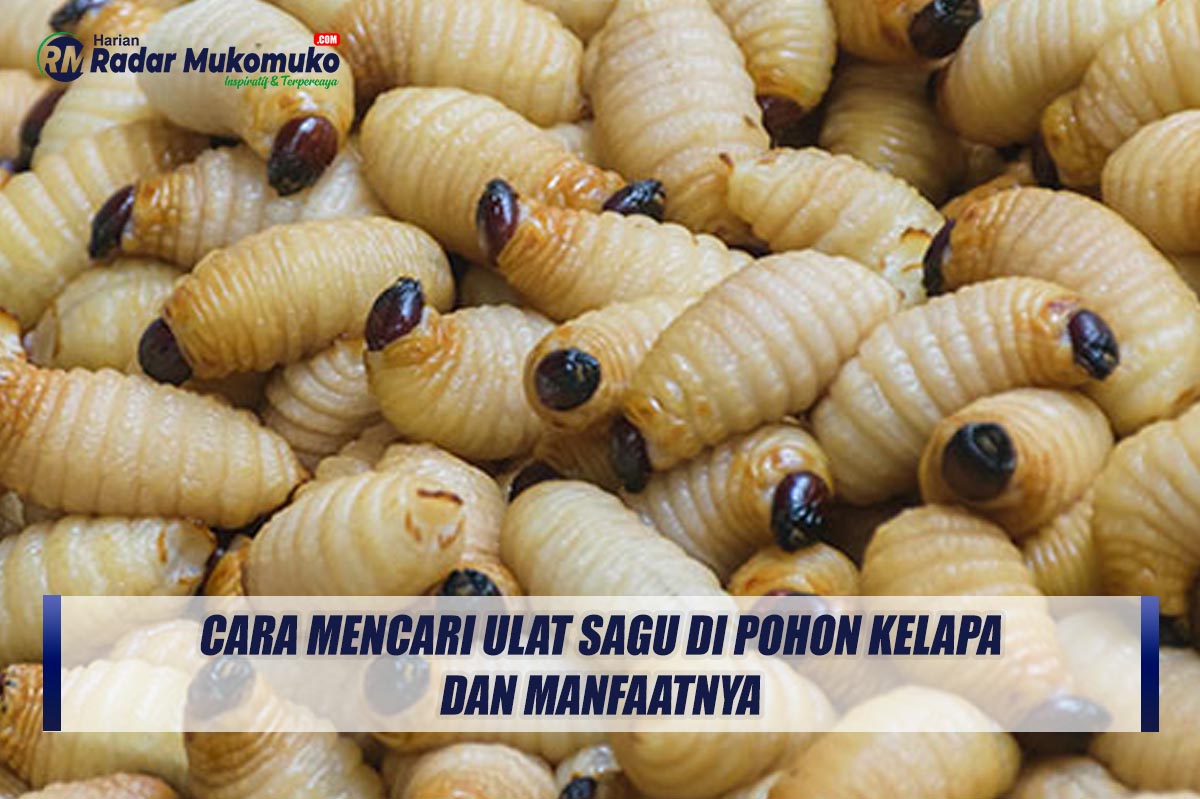 Cara Mencari Ulat Sagu di Pohon Kelapa, dan Manfaatnya